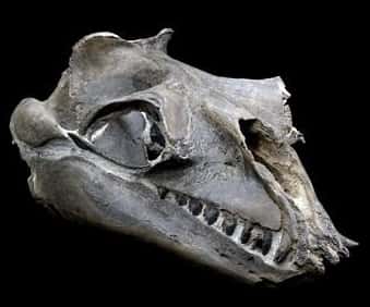 Le crâne étudié par Erich Fitzgerald<br /> Ce mammifère marin devait mesurer environ 3,5 mètres de long <br />(Crédits : Erich Fitzgerald/Monash University)