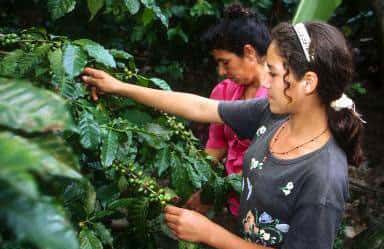 <br />Récolte du café au Honduras. Plus de 20 millions de petites familles agricoles dépendent du café <br />&copy; FAO