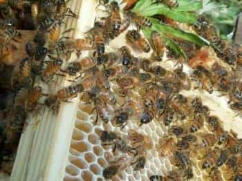 Une colonie d'abeille. Crédits : http://www.miel-uzes.com