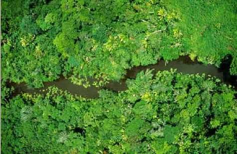 Contrairement à ce qu'avançaient certains scientifiques, <br />l'apparition de la grande biodiversité qui caractérise l'Amazonie ne serait pas un phénomène récent 