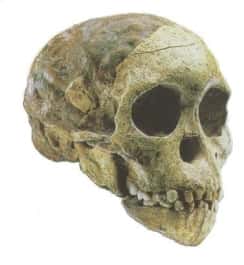 L'enfant de Taung, dont on découvre le crâne ci-dessus, a-t-il été la proie d'un rapace préhistorique ? <br />Selon Scott McGraw, Tout semble l'indiquer... <br />(Crédits : University of Minnesota Duluth)