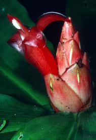 Les ancêtres de cette plante africaine, du genre Costus, proche du gingembre, ont connu des phases évolutives accélérées, repérées dans les génomes des différentes espèces.