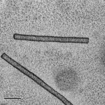 Avec son ARN et sa coque protéique, le virus de la mosaïque du tabac se comporte, pour peu qu'on lui ajoute une grenaille métallique à son échelle, comme une mémoire informatique. Crédit : Markus Drechsler / Université de Bayreuth