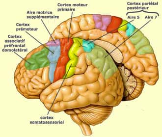Le cortex moteur (parties colorées, montrées ici dans un cerveau humain) stimule en permanence le corps pendant l'éveil. Suffisamment plastique, il peut semble-t-il intégrer une jonction établie à l'aide d'une puce électronique. Copyleft www.lecerveau.mcgill.ca.