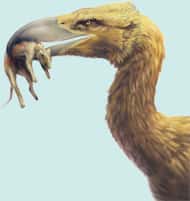 Son crâne est typique des Phorusrhacidés, ces redoutables oiseaux carnivores de deux à trois mètres de hauteur.<br />Crédit : Stephanie Abramowicz