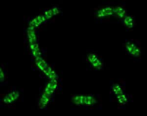 <br />Visualisation des filaments hélicoïdaux de l'actine bactérienne chez <em>Bacillus subtilis </em> (microscopie à fluorescence)<br />&copy; R. Carballido-López 