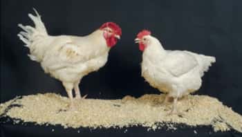 <br />La résistance des poules aux salmonelles pourrait être améliorée par sélection génétique <br />&copy; INRA /C. Slagmulder