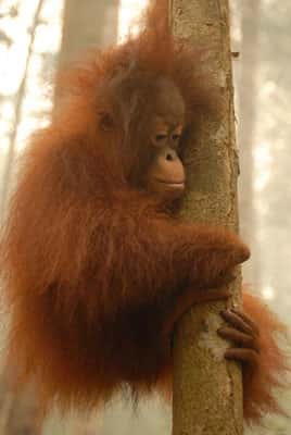 Sauvetage d'orangs-outans en Indonésie dans le cadre des incendies de 2006.<br />© IFAW/ M. Booth
