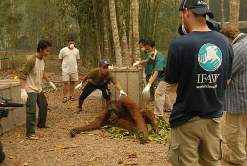 Sauvetage d'orangs-outans en Indonésie dans le cadre des incendies 2006 <br />© IFAW/ M. Booth
