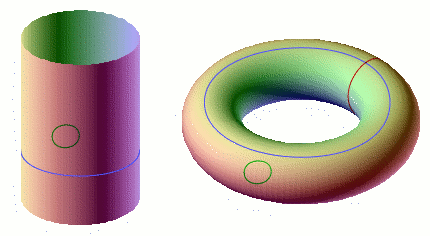Sur le cylindre, les lacets tracés en vert et bleu ne sont pas homotopes. <br />Il en va de même pour ceux dessinés (en vert, bleu et rouge) sur le tore.<br />Crédits : S. Tummarello