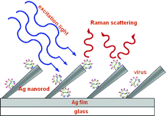 Avec des nanobâtonnets d'argent (<em>nanorods</em>) judicieusement orientés par rapport à la lumière servant à l'analyse (ici de l'infrarouge), la classique spectroscopie Raman peut détecter des virus. Crédit : S. Shanmukh, L. Jones, J. Driskell, Y. Zhao, R. Dluhy et R. A. Tripp