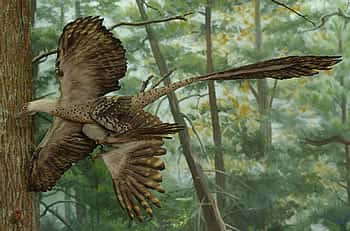 Le Microraptor, tel qu'on le représente à l'<em>American Museum of Natural History</em>, à New York. Ce reptile ailé vivait entre 125 et 130 millions d'années avant le présent. Principale originalité : des ailes sur les pattes arrière, une formule oubliée depuis longtemps… © <em>American Museum of Natural History</em>