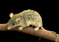 Le petit opossum américain ressemble à une souris. Mais c’est un marsupial, aujourd’hui devenu une vedette chez les généticiens et les taxonomistes. Crédit : Phil Myers/University of Michigan