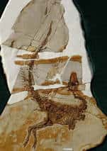 Le fossile de Sinosauropteryx, pomme de discorde sur la date d’apparition des plumes. En avait-il ou non ? Crédit : Proceedings of the Royal Society B