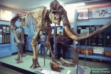 Squelette de mammouth (Crédit : ENS Lyon)