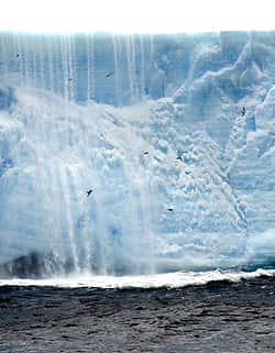 Des pétrels du Cap viennent pêcher autour de l’iceberg A-52. Derrière eux, une cataracte d’eau entraîne vers la mer la matière organique qui était emprisonnée dans la glace. Crédit : Rob Sherlock