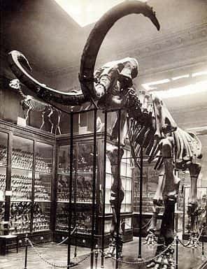 Le mammouth de Choulans, exposé dans la galerie du musée de Lyon en 1920.