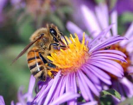 Abeille domestique (<em>Apis mellifera</em>) en train de récolter du nectar sur une Aster (<em>Asteraceae</em>)<br />© Inra / N. Morison