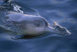 Porté disparu. Le dauphin du Yangtze, un des très rares cétacés d’eau douce et qui vivait dans des rivières chinoises, est considéré comme « Peut-être éteint ». Fin août, un individu a été signalé mais le témoignage est en cours de vérification. © Mark Carwardine / NHPA / Photoshot / ARKive.