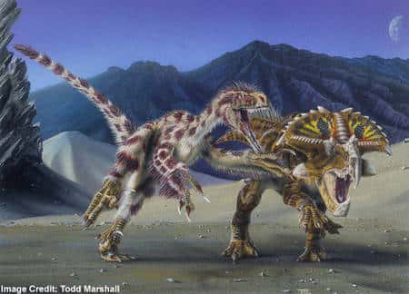 <em>Velociraptor mongoliensis</em> attaquant un <em>Protoceratops andrewsi</em>