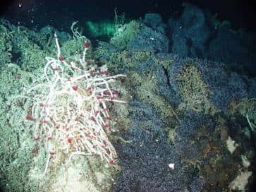 Approchée par le robot Ropos en 2006, cette source hydrothermale recèle une vie florissante, y compris à l’échelle microscopique. © NOAA Vents Program / NeMO Seafloor Observatory