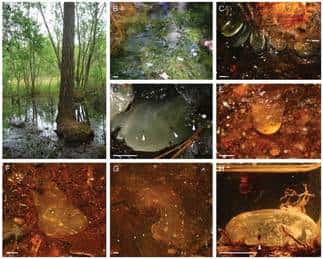Une collection complète dans quelques gouttes d’ambre… © Alexander R. Schmidt et David Dilcher