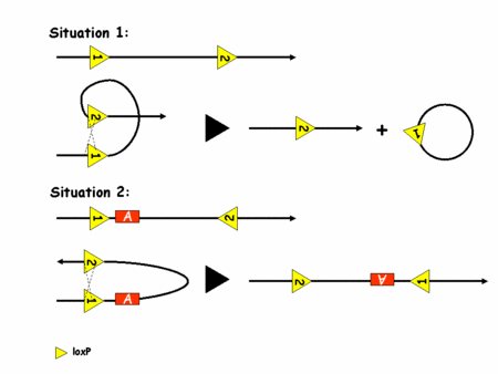 Figure 2: recombinaison de l'ADN par le système Cre/loxP