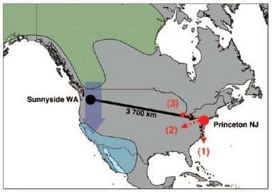 Les bruants à couronne blanche passent l’été au nord-ouest du continent américain (zone verte). L’été, ils migrent vers le sud, jusqu’au Mexique (zone bleue). Dans l’expérience, les oiseaux ont été capturés au nord-ouest des Etats-Unis (Sunnyside, WA) et transférés sur la côte atlantique (Princeton, NJ). Les jeunes suivent une route au sud (ligne à tirets rouge numérotée 1), selon un cap identique à celui de leur migration habituelle. Les adultes, eux, corrigent leur direction et partent vers l’ouest (2), c'est-à-dire vers leur destination prévue. Aucun ne revient vers son lieu de départ (3).