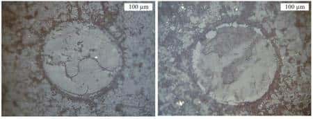 Photographiés au microscope optique en lumière réfléchie, deux spores fossiles de Lycophytes retrouvés dans la Vanoise. Celui de gauche est essentiellement formé de calcite, tandis que celui de droite renferme de la phengite (une forme de mica). © CNRS
