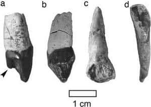 Des dents qui ont sans doute appartenu à un lointain ancêtre qui est aussi celui des grands singes africains actuels. © Yutaka Kunimatsua <em>et al.</em>
