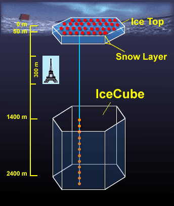 IceCube sera un détecteur géant, ce schéma donne une idée de sa taille par rapport à la Tour Eiffel. Crédit : Kara Hoffman