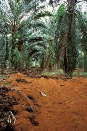 Une plantation de palmiers à huile en Thaïlande. Sur le sol, un amendement organique.<br />© IRD / Jean-Pierre Montoroi