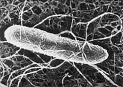 <em>Escherichia coli</em>, une bactérie commune dans l'intestin, mais dont il existe des formes pathogènes, et qui vit au sein d'une vaste flore. On connaît finalement très mal ce véritable écosystème interne...<br />© Inra / R. Ducluzeau
