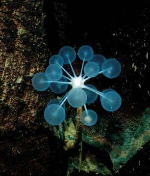 Ce curieux lampadaire est une éponge carnivore de 50 centimètres. Les sphères bleues portent des spicules qui agrippent irrémédiablement des petits animaux, vers ou crustacés. Une fois la proie prise au piège, des cellules migrent vers elle pour la digérer sur place. © MBARI 2003