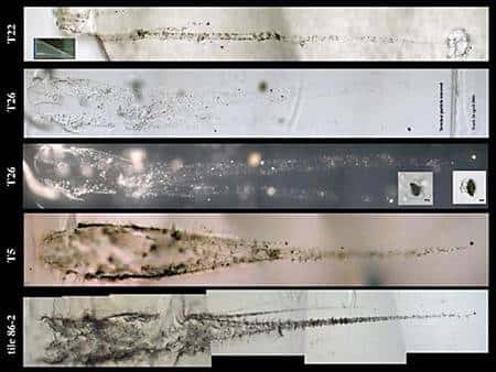 Microphotographies de traces de pénétration de particules cométaires.<br />© Nasa
