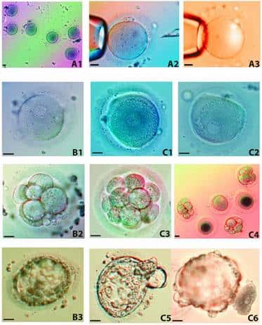 Différentes phases de l'expérience. A1 : ovocytes. A2 : énucléation à la pipette. A3 : la même chose, vue en UV. B1 à B3 : premiers stades du développement parthénogénétique (ces œufs n'ont pas reçu de noyaux<br />des donneurs). C1 à C6 : embryogénèse après introduction des noyaux provenant des cellules des donneurs.<br />© Andrew J. French, Catharine A. Adams, Linda S. Anderson, John R. Kitchen, Marcus R. Hughes,<br />Samuel H. Wooda