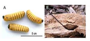 En B, un pic à larves, imaginé, réalisé et utilisé par une corneille de Nouvelle-Calédonie.