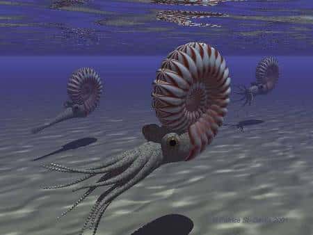 Des ammonites dans les océans du Crétacé. Crédit : Dr. Ken Hooper/<em>Virtual Natural History Museum Ottawa-Carleton Geoscience Centre</em>
