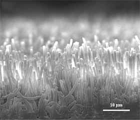 Vue latérale des microfibres de polypropylène. Chaque fibre est longue de 15-20 micromètres pour 0,6 micromètre de diamètre . Crédit : Jongho Lee/UC Berkeley