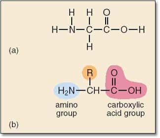 L'acide aminé le plus simple : la glycine : Crédit : <em>Open University</em>