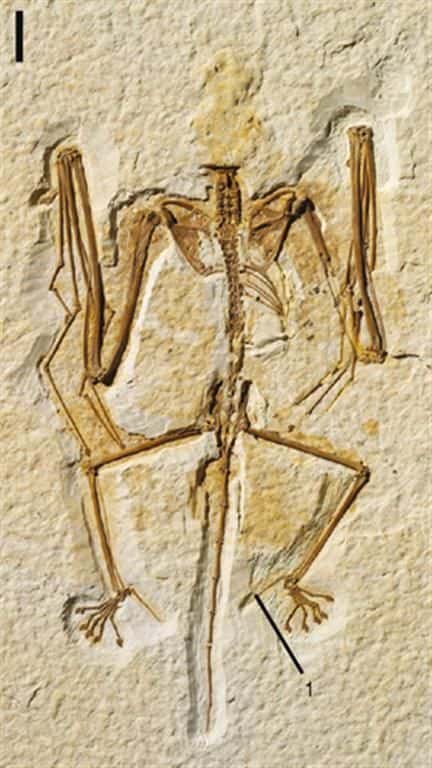 Autre fossile d'<em>Onychonycteris finneyi</em>. Crédit : <em>American Museum of Natural History</em> (New York)
