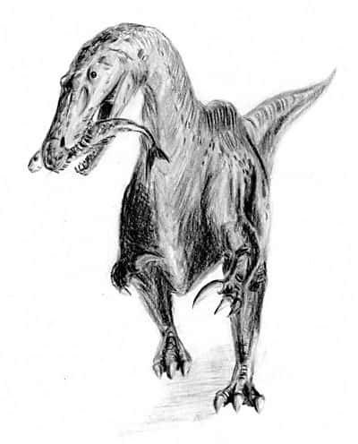 <em>Suchomimus tenerensis</em>, un dinosaure carnivore découvert en Afrique en 1997 par Paul Sereno.<br />Crédit : Arthur Weasley, université de Chicago
