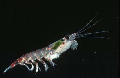 Vu de près, le krill devient un superbe petit crustacé nageur. Ici, une <em>Euphausia superba</em> femelle.<br />© <em>British Antarctic Survey</em>