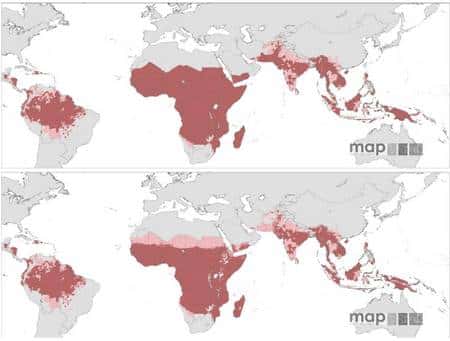 Ces deux cartes montrent les risques de contracter le paludisme pour un habitant (cliquez sur l'image pour l'agrandir). Celle du haut est obtenue par l'analyse de la présence du parasite (<em>P. falciparum</em>) et celle du bas par la prise en compte des conditions climatiques (température et aridité). Les zones rouges indiquent un risque moyen à élevé. Les zones roses un risque faible. En gris clair, apparaissent les régions où le risque est quasiment nul. Dans secteurs en gris foncé, les données sont insuffisantes. © MAP