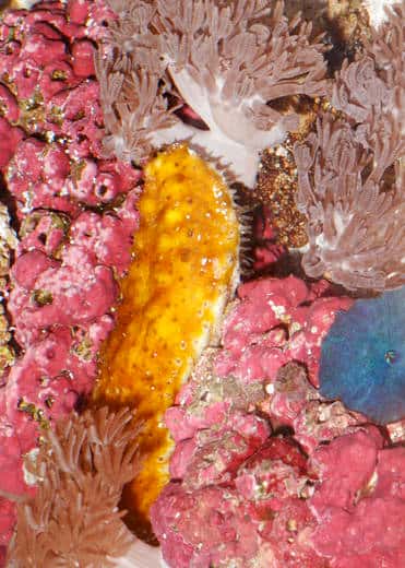 Le concombre de mer, bienheureux détritivore du fond des mers, jusqu'aux plus profondes, se défend depuis des millions d'années avec une nanostructure en collagène qui épate les ingénieurs. © F. Carpenter