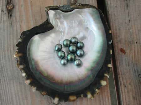 Les perles noires de Polynésie, nées des mains des scientifiques. © Ifremer
