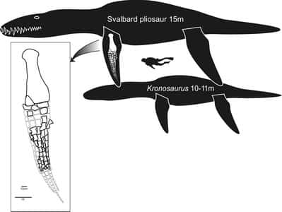 Figure 1. Comparaison de la taille du spécimen (<em>Svalbard pliosaur</em>, soit pliosaure du Spitzberg), baptisée <em>Le Monstre</em>, avec une autre espèce de pliosaure, plus commune, le <em>Kronosaurus</em>. Notez la taille du plongeur. Crédit : <em>Natural History Museum</em>, Université d'Oslo, Norvège