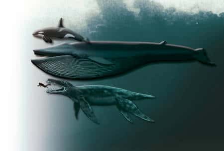 Figure 3. Une comparaison entre un orque, une baleine et le pliosaure retrouvé. Notez la taille du plongeur. Crédit : Tor Sponga, BT