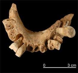 La mâchoire découverte dans le gouffre de l'Eléphant, au sein du massif d'Atapuerca, qui a manifestement vu passer de nombreux hominidés... © EIA/Jordi Mestre