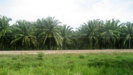 Plantation de palmiers à huile au Sénégal (Source : GFDL)